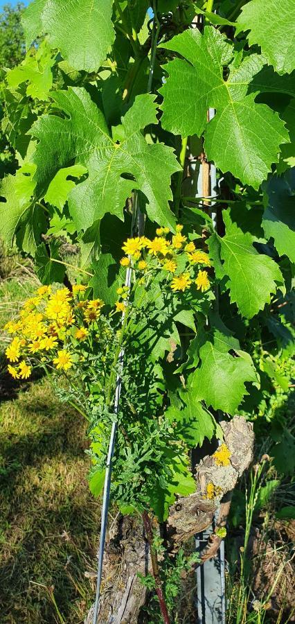 Weingut Will Und Wuerz Lemberger Apartment Schwaigern Exterior foto